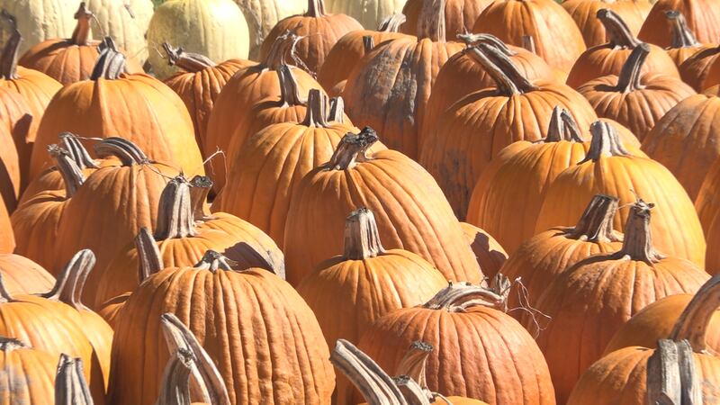 7 best pumpkin patches to check out this year