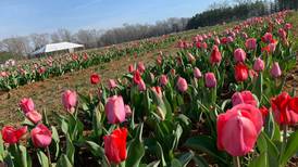 Festival of Tulips gets underway in Montevallo Saturday