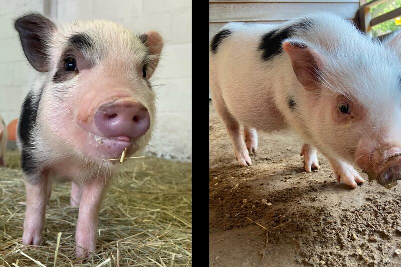 Birmingham Zoo announces arrival of 2 Juliana Pigs