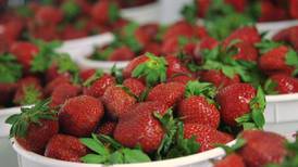 Strawberry festival coming to Chilton Co.