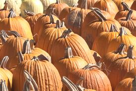 7 best pumpkin patches to check out this year