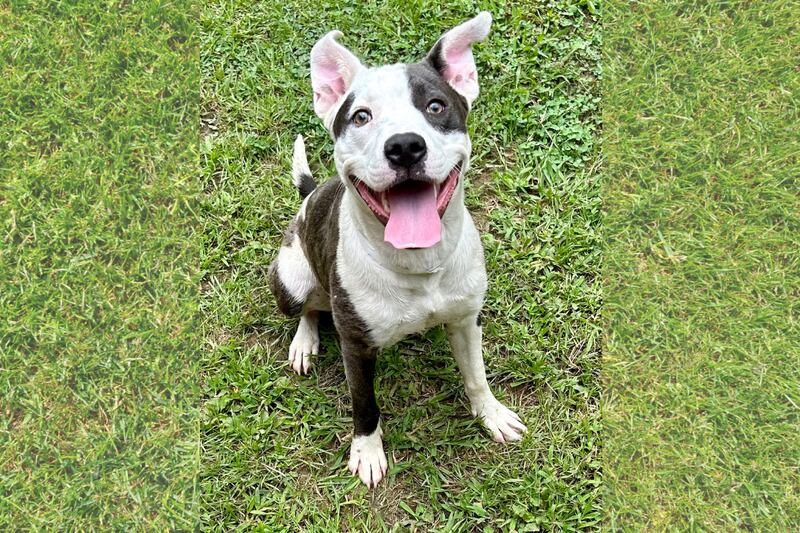 The Greater Birmingham Humane Society announces Clear the Shelter Event