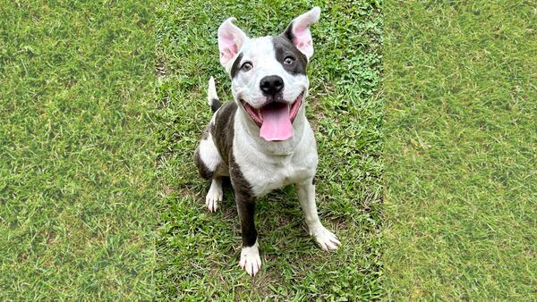 The Greater Birmingham Humane Society announces Clear the Shelter Event